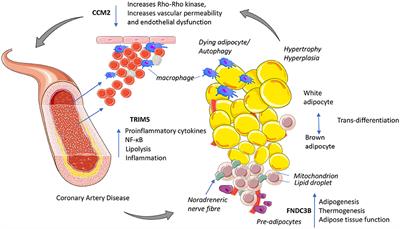 Exploring Coronary Artery Disease GWAs Targets With Functional Links to Immunometabolism